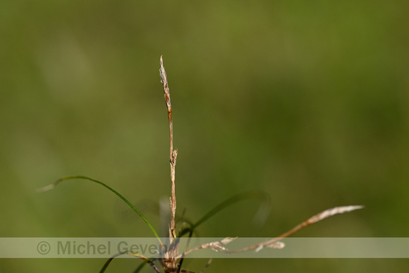 Aardzegge; Dwarf Sedge; Carex humilis