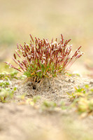 Dwerggras - Early sand-grass - Mibora minima