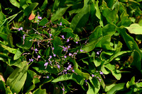 Limonium narbonense