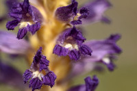 Orobanche lavandulacea