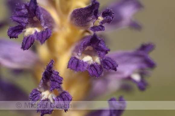 Orobanche lavandulacea