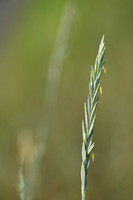 Veldkweek; Elymus campestris; subsp. campestris