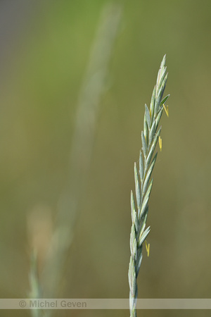 Veldkweek; Elymus campestris; subsp. campestris