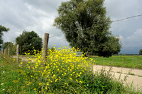 Grote Zandkool - Perennial wall-rocket - Diplotaxis tenuifolia