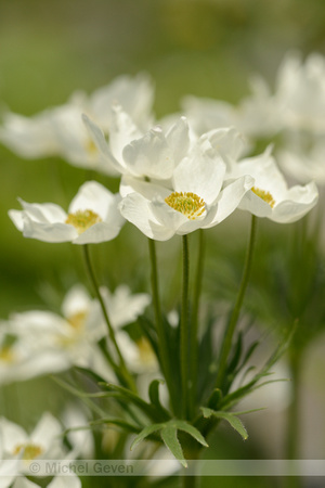 Narcis-anemoon; Narcissus anemone; Anemone narcissiflora