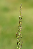 Duinriet; Wood Small-reed; Calamagrostis epigeios