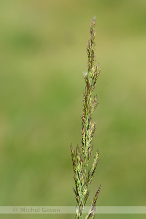 Duinriet; Wood Small-reed; Calamagrostis epigeios