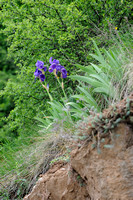 Siberische Lis - Zwaardlelie - Siberian Iris -  Iris sibirica