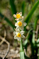 Bunch-flowered Daffodil; Narcissus tazetta