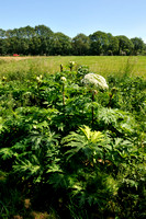 Reuzenberenklauw; Giant Hogweed; Heracleum mantegazzianum;