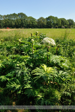 Reuzenberenklauw; Giant Hogweed; Heracleum mantegazzianum;