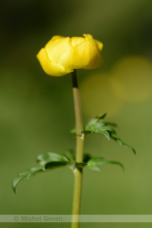 Europese Trollius; Trollius europaeus; Globe-flower