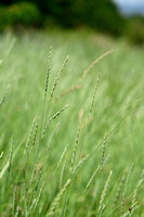 Veldkweek; Elymus campestris; subsp. campestris