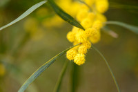 Orange Wattle; Acacia saligna