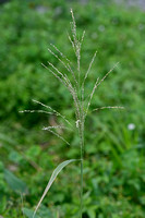 Rimpelgras - Panic Veldgrass - Ehrharta erecta