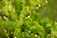 Grote wasbloem; Greater Honeywort; Cerinthe major