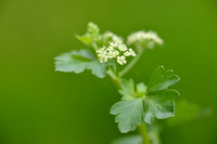 Selderij; Celery; Apium graveolens;