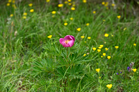 Pioenroos; Garden Peony; Paeonia officinalis