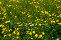 Groot Streepzaad; Rough Hawk's-beard; Crepis biennis