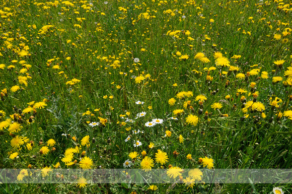 Groot Streepzaad; Rough Hawk's-beard; Crepis biennis