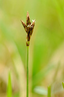 Vroege Zegge; Early Sedge; Carex praecox;