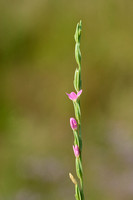 Schenkia spicata