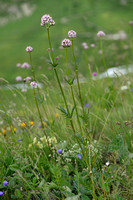 Echte Valeriaan; Valerian; Valeriana officinalis