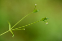 Stellaria borealis