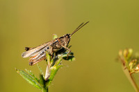 Steppesprinkhaan; Chorthippus vagans; Heath Grasshopper