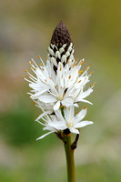 Witte Affodil - White Asphodel -  Asphodelus albus