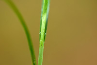 Gladde zegge; Smooth-stalked Sedge; Carex laevigata