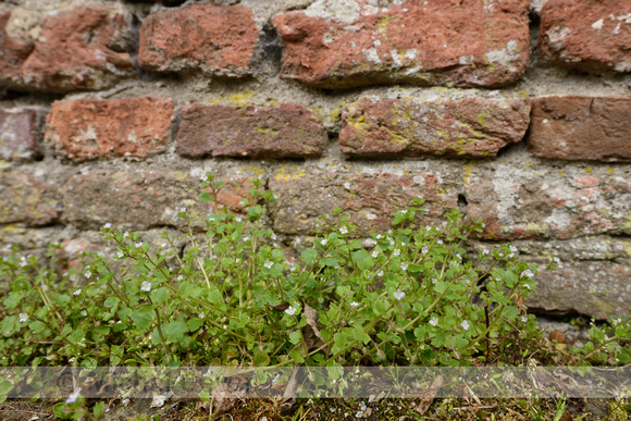 Klimopereprijs; Ivy-leaved Speedwell; Veronica hederifolia