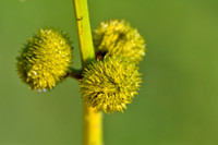 Pijlkruid; Arrowhead; Sagittaria sagittifolia