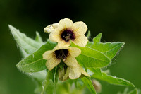 Bilzekruid - Black henbane -  Hyoscyamus niger