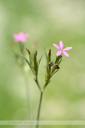 Ruige Anjer; Deptford Pink; Dianthus armeria