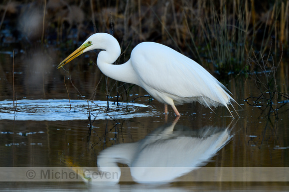 Grote Zilverreiger; Great White Egret; Ardea alba;