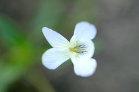 Heidemelkviooltje; Fen Violet; Viola persifolia subsp. lacteaeoi