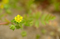 Liggende ganzerik; Spreading Cinquefoil; Potentilla supina