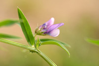 Moeraslathyrus; Marsh Pea; Lathyrus palustris