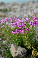 Fleichers Wilgenroosje; Epilobium dodonaei subsp. fleischeri