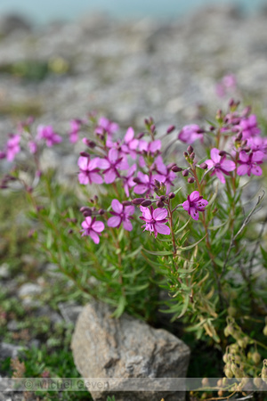 Fleichers Wilgenroosje; Epilobium dodonaei subsp. fleischeri