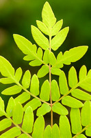 Koningsvaren; Royal Fern; Osmunda regalis;