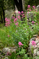 Rode spoorbloem; Red Valerian; Centranthus ruber