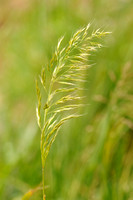 Goudhaver - Yellow oat-grass - Trisetum flavescens