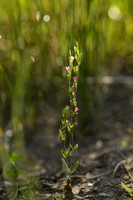 Schenkia spicata