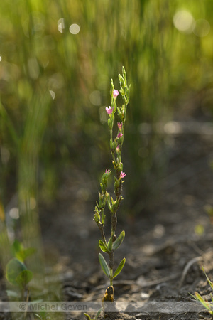 Schenkia spicata