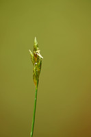 Trilgraszegge; Quaking Grass-sedge; Carex brizoides