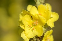 Stalkaars; Dense-flowered Mullein; Verbascum densiflorum;