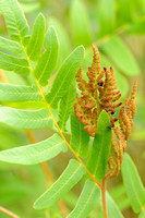 Koningsvarenfamilie - Osmundaceae