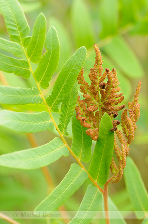 Koningsvaren; Royal Fern; Osmunda regalis;